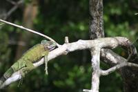 A resting iguana