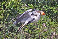 A heron with piranha