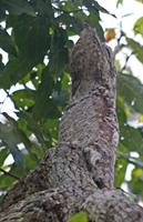 A bird pretending to be a tree stump