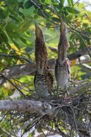 Tiger heron chicks