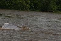 A glimpse of a fresh water dolphin