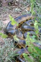 A small (10 foot long) anaconda