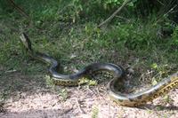 A small (10 foot long) anaconda