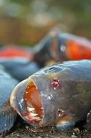 A Piranhas teeth