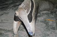 A semi-tame anteater