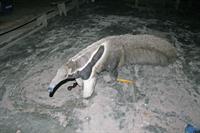 A semi-tame anteater