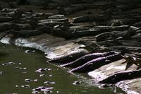 Crocodiles