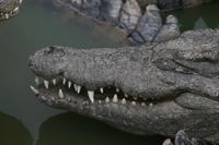 Crocodiles