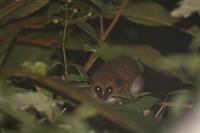 Common Brown Lemur