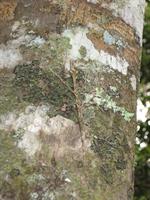 stick insect 