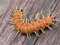 Caterpillar