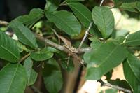 Chameleon