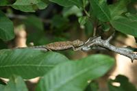 Chameleon