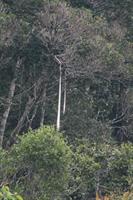 Hanging birds nests