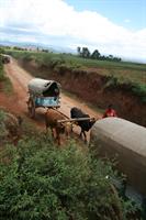 Zebu pulling carts