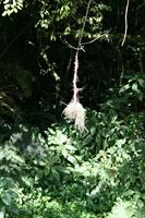 Weaver bird nest