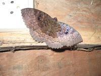 Moth