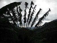 Ravinala palm