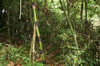 Bamboo Shoots
