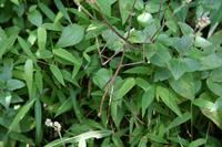 Stick Insect 