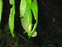 Chameleon