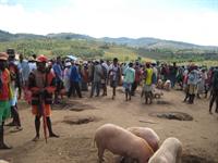 Selling pigs