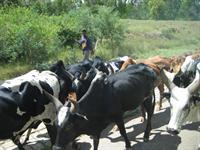 a Zebu drover