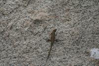 Three Eyed Lizard