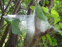 Spider's web