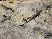 Elegant Skink