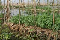 Floating gardens - The bamboo stick are to stop the gardens floating away
