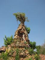 A banyan tree growing out the top of the pagoda