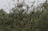 Fruit bats outside our hotel