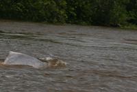A glimpse of a fresh water dolphin